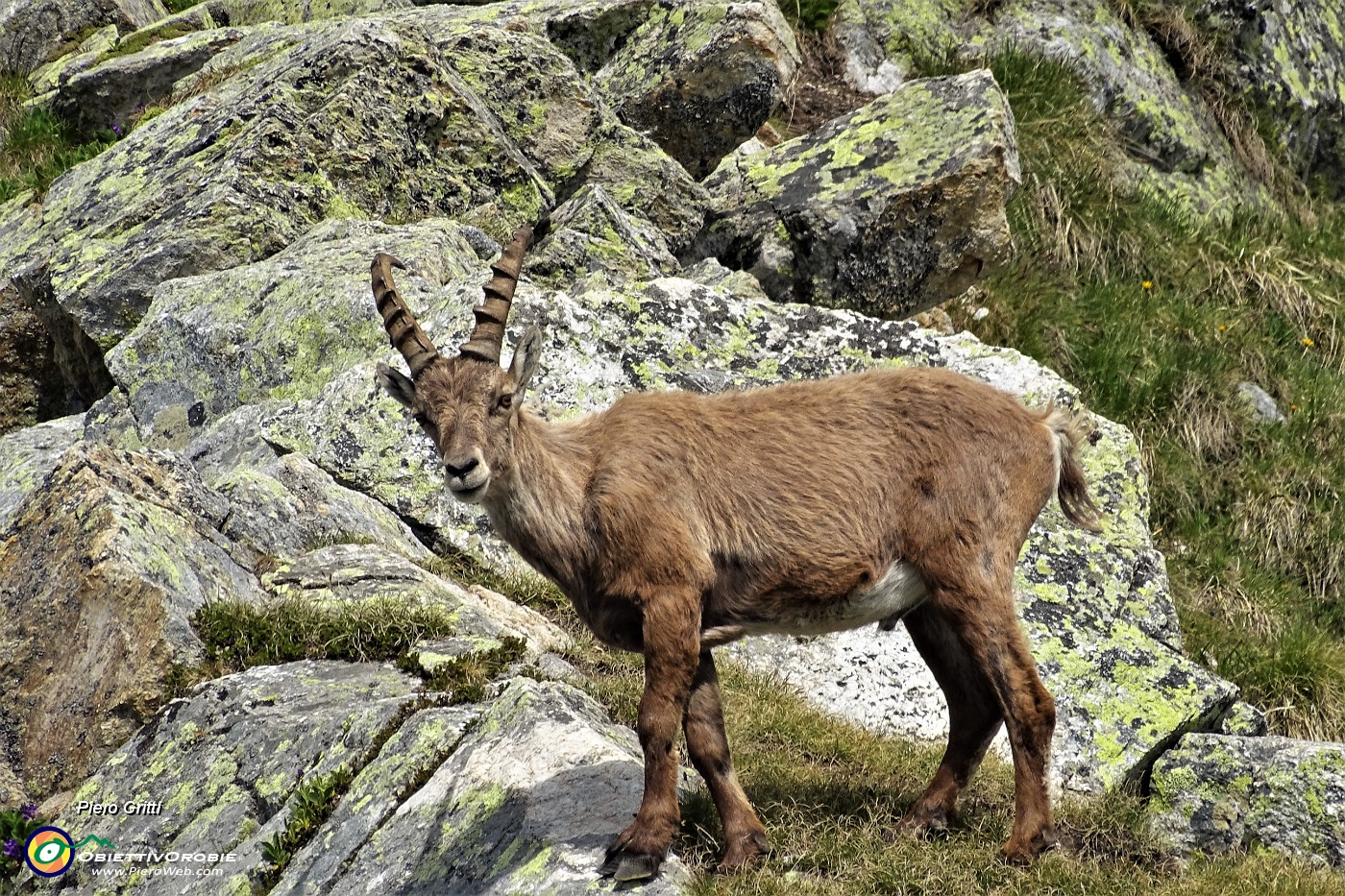 61 Giovane stambecco maschio.JPG